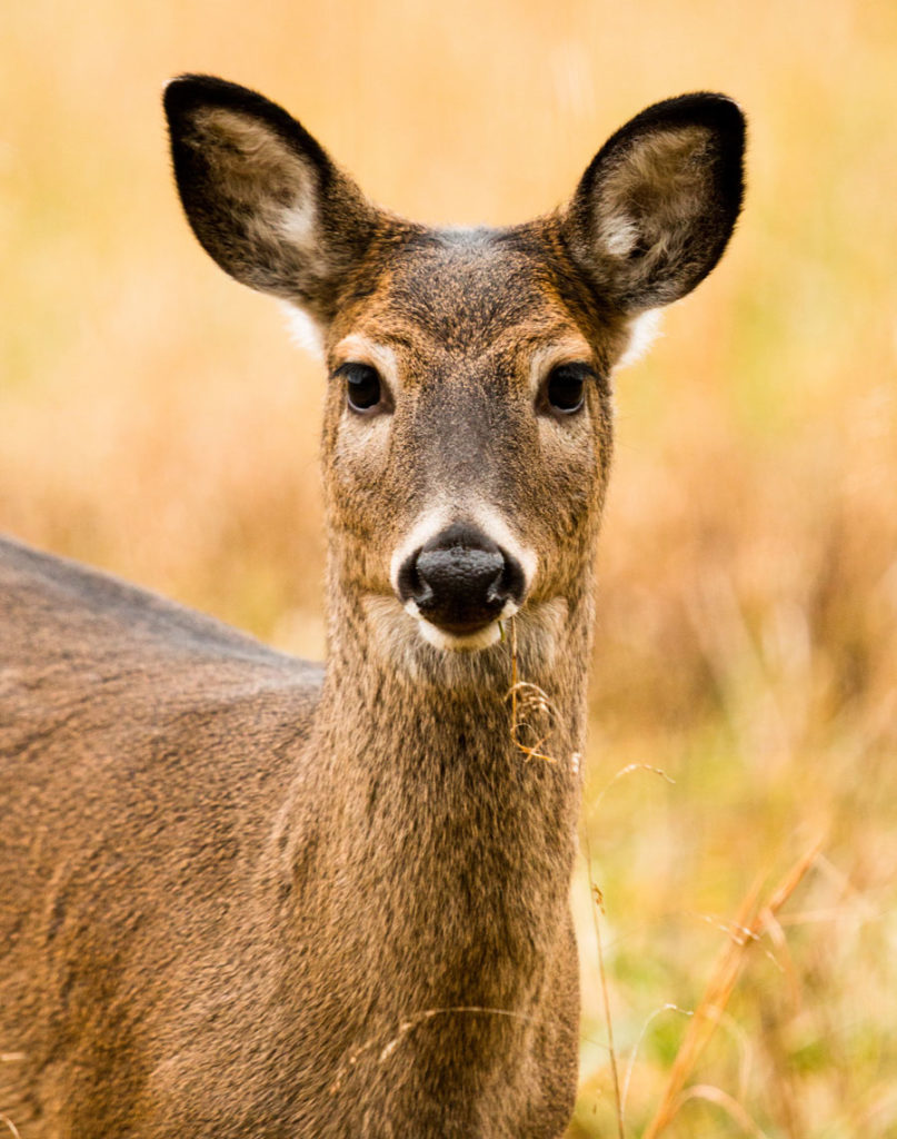 six-decades-of-buckeye-big-buck-entries-now-available-online-ohio