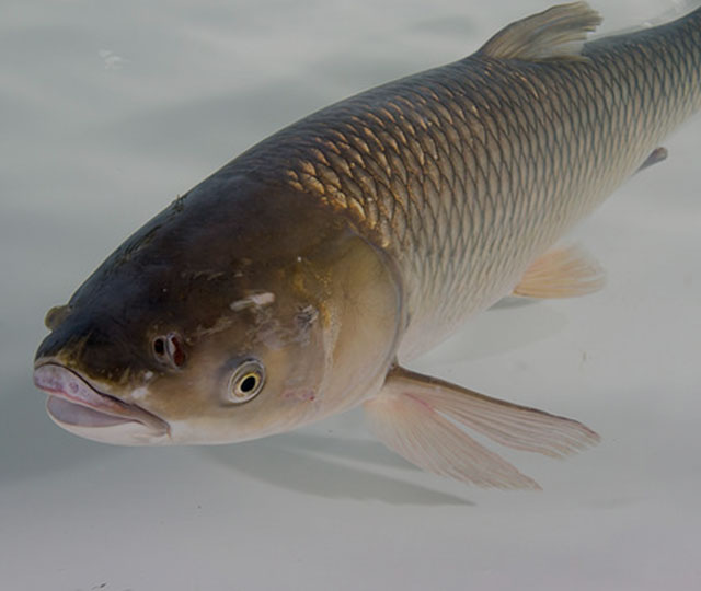 Genetic Material from Bighead Carp Detected in Muskingum River