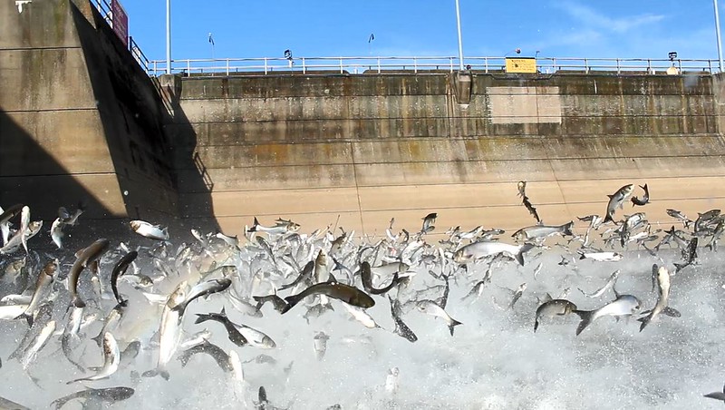 Conservation Groups Urge Congress To Fund Efforts to Stop Invasive Carp